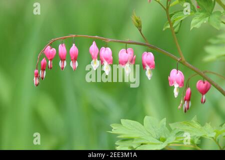 Eine Reihe von hübschen rosa blutenden Herzen blüht Im Frühling Stockfoto