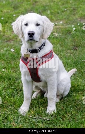 5-Monate-Alter Weißer Labrador Retriever Welpe Rüde Stockfoto