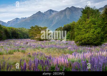 Lupinen in Fiordland entlang des Highway 94 (Straße zum Milford Sound), Neuseeland Stockfoto
