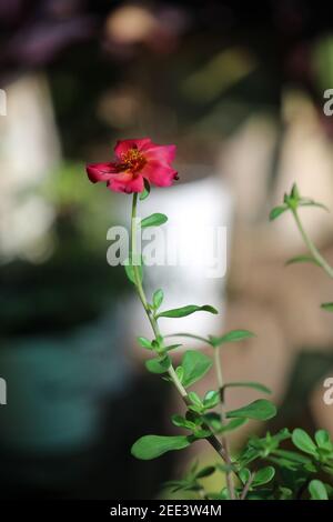 Vertikale Aufnahme einer blühenden Purslane Blume in einem Garten Stockfoto