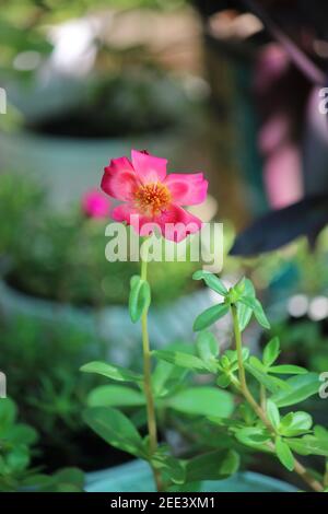 Vertikale Aufnahme einer blühenden Purslane Blume in einem Garten Stockfoto