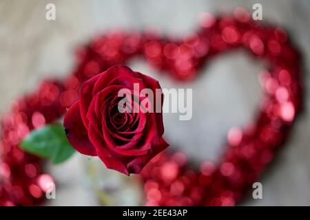 Eine einzelne rote Rose mit Herzen im Hintergrund. Stockfoto