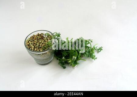 Hoch Winkel Schuss Korianderblätter und Samen auf einem Weiße Oberfläche Stockfoto