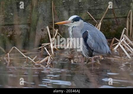 Gray Heron Ardea cinerea Bushy Park London Stockfoto