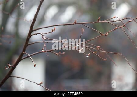 Nahaufnahme eines Hainbuche-Astes am Morgen mit Wassertropfen vom Morgentau darauf. Der Hintergrund ist unscharf. Stockfoto
