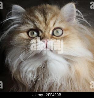 Wunderschönes goldenes persisches Kätzchen Gesicht Stockfoto