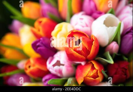 Farbenfroher Strauß von schönen Tulpen. Frühlingsblumen. Vollformat-Hintergrund. Grußkarte mit Kopierfläche für Ihre Werbetextnachricht für Valen Stockfoto