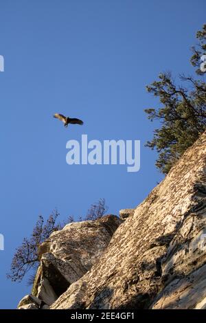 Vögel im Flug über Pilot Mountain, North Carolina Stockfoto