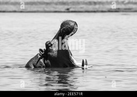 Großes Nilpferd mit weit geöffnetem Mund im Fluss Stockfoto