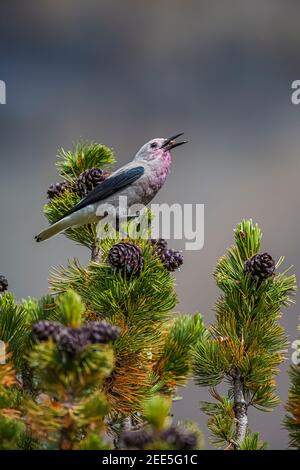 Clarks Nussknacker, Nucifraga columbiana, Gathering Whitebark Pine, Pinus albicaulis, Samen aus Zapfen im Banff National Park, Alberta, Kanada Stockfoto