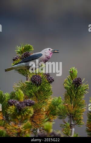 Clarks Nussknacker, Nucifraga columbiana, Gathering Whitebark Pine, Pinus albicaulis, Samen aus Zapfen im Banff National Park, Alberta, Kanada Stockfoto