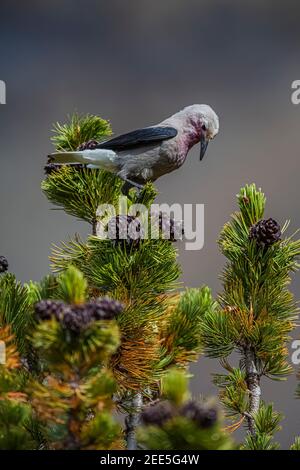 Clarks Nussknacker, Nucifraga columbiana, Gathering Whitebark Pine, Pinus albicaulis, Samen aus Zapfen im Banff National Park, Alberta, Kanada Stockfoto