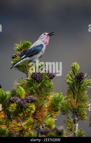 Clarks Nussknacker, Nucifraga columbiana, Gathering Whitebark Pine, Pinus albicaulis, Samen aus Zapfen im Banff National Park, Alberta, Kanada Stockfoto