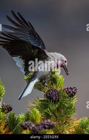 Clarks Nussknacker, Nucifraga columbiana, Gathering Whitebark Pine, Pinus albicaulis, Samen aus Zapfen im Banff National Park, Alberta, Kanada Stockfoto