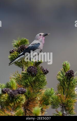 Clarks Nussknacker, Nucifraga columbiana, Gathering Whitebark Pine, Pinus albicaulis, Samen aus Zapfen im Banff National Park, Alberta, Kanada Stockfoto