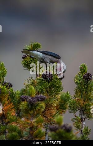 Clarks Nussknacker, Nucifraga columbiana, Gathering Whitebark Pine, Pinus albicaulis, Samen aus Zapfen im Banff National Park, Alberta, Kanada Stockfoto