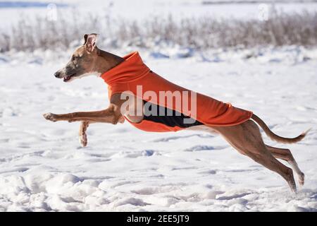 Whippet Hund läuft im Schnee trägt Wintermantel. Englisch Whippet oder Snap Hund Stockfoto