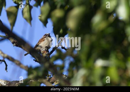 Haussperling Vogel im Baum (Passer domesticus) Stockfoto