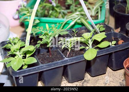 Töpfchen Pflanzen in Schale, Blumensamen wächst Stockfoto