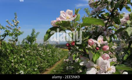 Apfelbaum mit weißen und rosafarbenen Blüten, die im Baum blühen Landschaftlich schöner Obstgarten Stockfoto