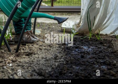 Unschärfe Ansicht der Landwirt weibliche Bewässerung Gartenpflanzen und Boden, Bewässerung Wasser im Garten Kunststoff-Streuselkanne oder Trichter Bewässerung Pflanze in der Stockfoto