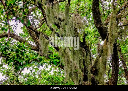 Eine lebende Eiche wird im Shell Mound Park, 12. April 2019, auf Dauphin Island, Alabama, in spanisches Moos drapiert. Stockfoto