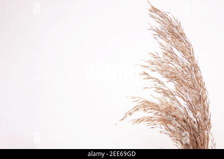 Trockenes Herbstgras braun wild auf weißem Schnee im Winter Stockfoto