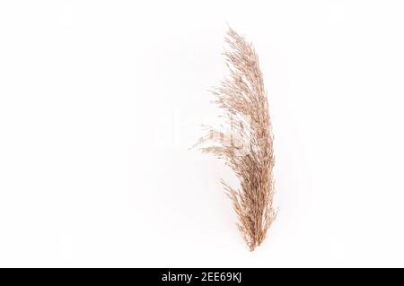 Trockenes Herbstgras braun wild auf weißem Schnee im Winter Stockfoto