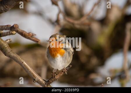 Europäischer Robin (Erithacus rubecula) im Schnee, Kent, Großbritannien Stockfoto