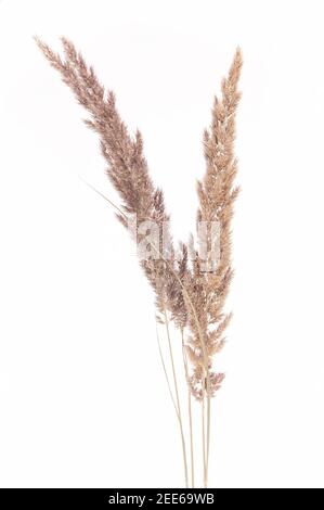 Trockenes Herbstgras braun wild auf weißem Schnee im Winter Stockfoto