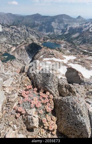 Buchweizen mit ovalem Blatt, Wallowa Mountains, Oregon. Stockfoto