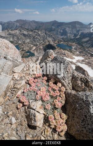 Buchweizen mit ovalem Blatt, Wallowa Mountains, Oregon. Stockfoto