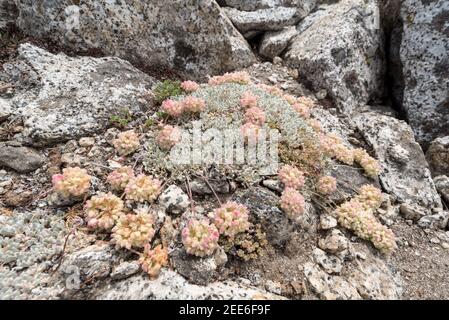 Buchweizen mit ovalem Blatt, Wallowa Mountains, Oregon. Stockfoto