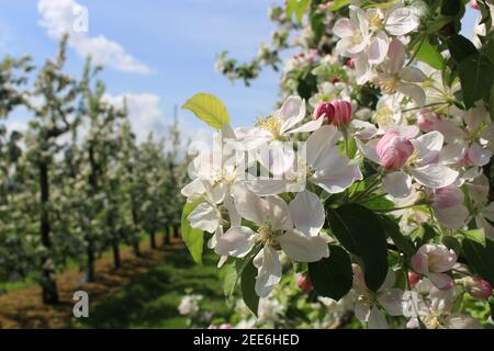 Apfelbaum Zweig mit weißen und rosa Blüten Stockfoto