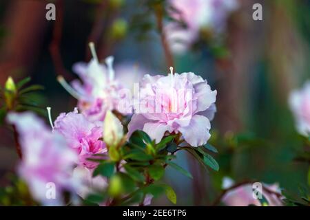 Blühender Rhododendron indicum mit hellrosa Blüten im botanischen Garten Stockfoto