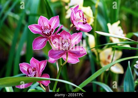 Rosa Boot Orchideen (Cymbidium devonianum) blühende Pflanzen im botanischen Garten Stockfoto