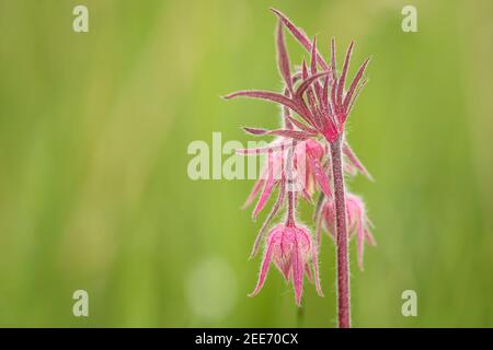 Praire Smoke rosa Blume (Geum Triflorum) Im Frühjahr mit einem verschwommenen grünen Hintergrund Stockfoto