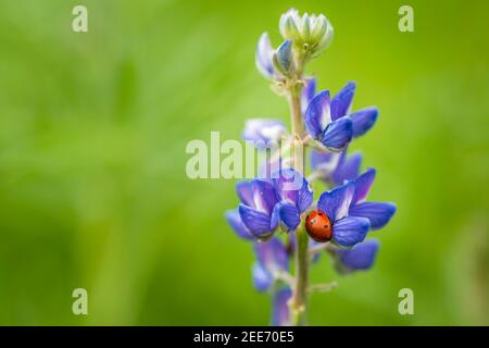 Eine Marienkäfer (Marienkäfer, Coccinellidae) auf einer blauen und violetten Wildlupine (Lupinus Perennis) im Frühjahr mit einem verschwommenen grünen Hintergrund Stockfoto