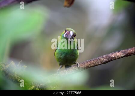 Karmesintukan (Aulacorhynchus haematopygus) in Equador, Südamerika Stockfoto