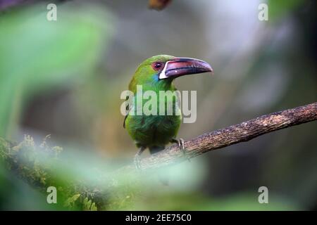 Karmesintukan (Aulacorhynchus haematopygus) in Equador, Südamerika Stockfoto