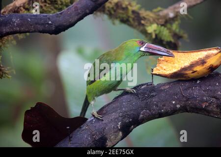 Karmesintukan (Aulacorhynchus haematopygus) in Equador, Südamerika Stockfoto