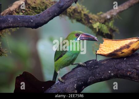 Karmesintukan (Aulacorhynchus haematopygus) in Equador, Südamerika Stockfoto