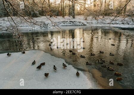 Ein Paddeln von Enten auf dem Eis des gefrorenen Flusses, White Cart Water, im Pollok Country Park, Glasgow, während eines sehr kalten Winters von 2010. Stockfoto