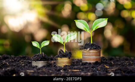 Münzen und Pflanzen werden auf einem Münzhaufen für Finanzen und Bankwesen angebaut. Die Idee, Geld zu sparen und die Finanzen zu erhöhen. Stockfoto