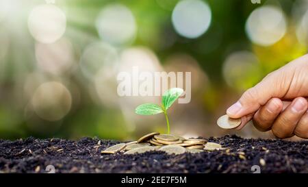 Pflanzen Bäume auf Haufen von Geld in den Boden und verschwommen grüne Natur Hintergrund, Finanz-und Investitionsideen für das Wachstum der Unternehmen. Stockfoto