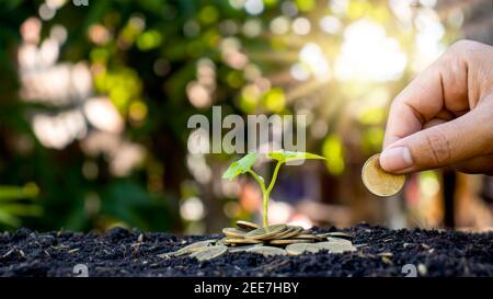 Pflanzen Bäume auf Haufen von Geld in den Boden und verschwommen grüne Natur Hintergrund, Finanz-und Investitionsideen für das Wachstum der Unternehmen. Stockfoto