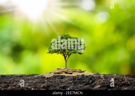 Zu den Setzlingen, die auf dem Münzhaufen wachsen, gehören das weiße Licht, das die Bäume überflutet, Geschäftsideen, Geld sparen und Wirtschaftswachstum. Stockfoto