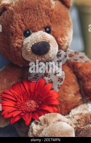 Weicher Teddybär mit Schleife und einer roten Gerbera. Geschenk für Jubiläum, Geburtstag oder Valentinstag Feier. Selektiver Fokus. Nahaufnahme. Stockfoto