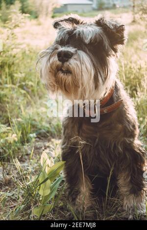 Porträt eines Hundes für einen Spaziergang im Park in der Abendsonne. Aktive Haustiere auf Wanderungen, aktive Hunde. Ein Miniatur-Schnauzer sitzt bei Sonnenuntergang auf dem Gras. Stockfoto