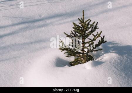 Ein kleiner Weihnachtsbaum, an einem hellen sonnigen Tag inmitten eines verschneiten Feldes. Ein immergrüner Baum im Winter. Nahaufnahme. Speicherplatz kopieren. Stockfoto